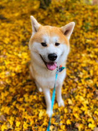 Close-up of dog on field