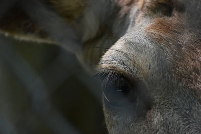 Close-up deer eye