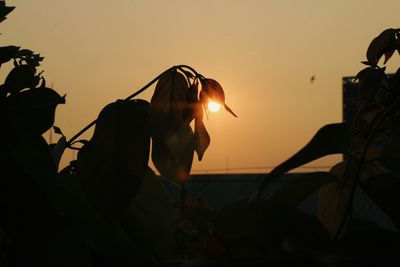 Silhouette man at beach against sky during sunset