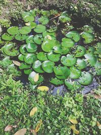 Plants growing in water