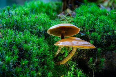 Close-up of mushroom growing on field