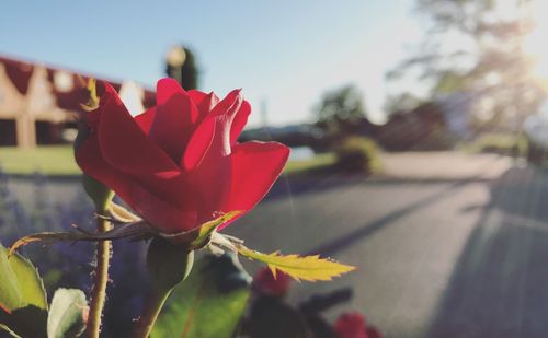 Close-up of red rose