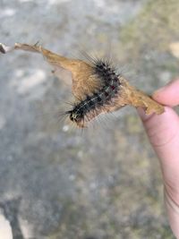 Close-up of hand holding butterfly