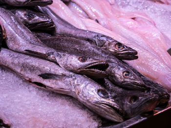 Close-up of fishes for sale in market