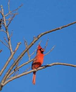 Low angle view of cardinal perching on bare tree against blue sky