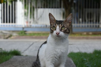 Close-up portrait of cat