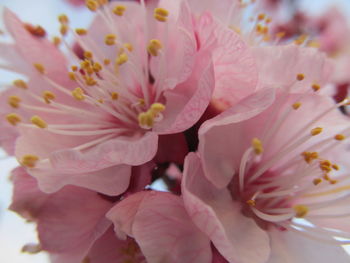 Close-up of pink flower