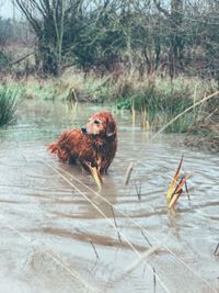Collie cross in water