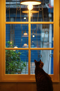 Cat looking through window