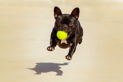 Portrait of french bulldog running with tennis ball on field during sunny day