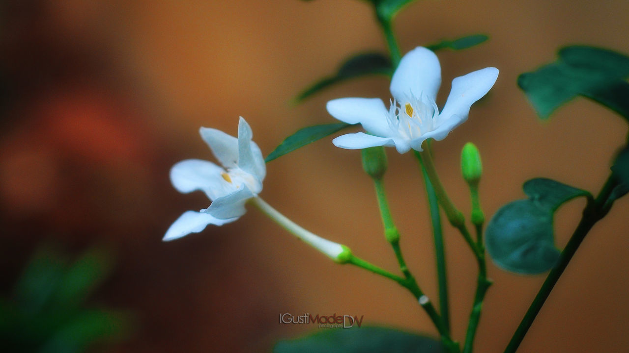 CLOSE-UP OF FLOWERING PLANT