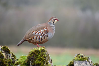 Close-up of bird perching on rock