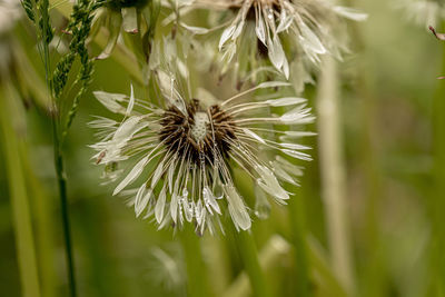 Close-up of white dandelion flower