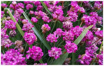 Full frame shot of purple flowers blooming outdoors