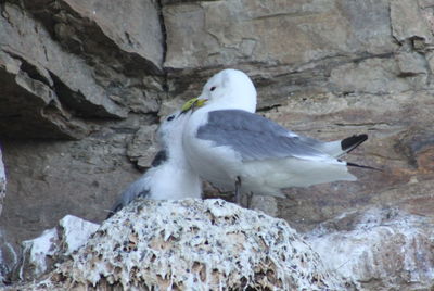 Close-up of owl perching on rock