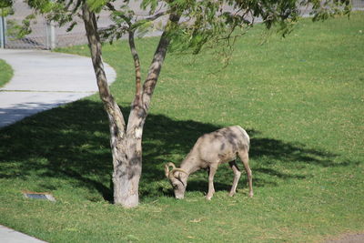Sheep grazing on field