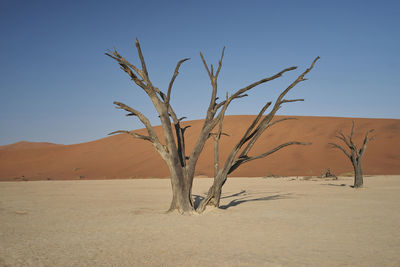 Bare tree on desert against clear blue sky