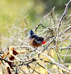 Bird perching on tree