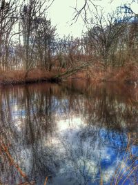 Reflection of trees in water