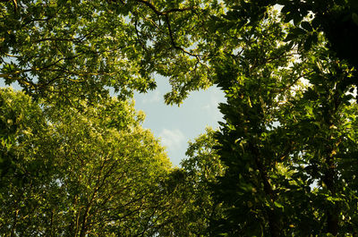 Low angle view of trees against sky