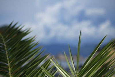 Close-up of fresh green grass against sky