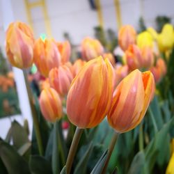 Close-up of orange tulips