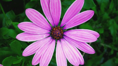 Close-up of pink flower