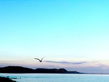 Bird flying over sea against sky