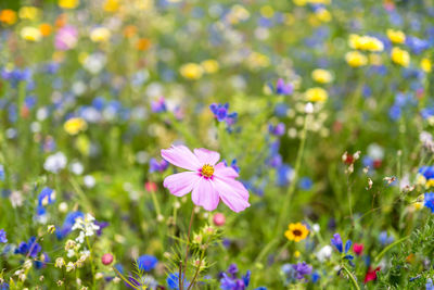 Close-up of purple flowering plant on field