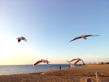 Seagulls flying over sea against clear sky