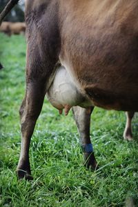 Horse grazing in field