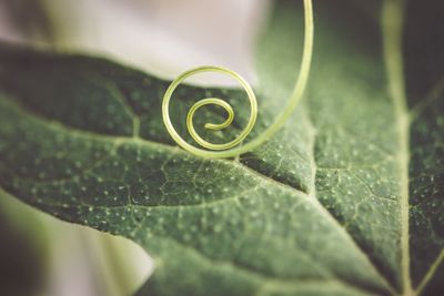 Close-up of green leaves