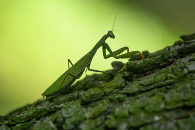 invertebrate