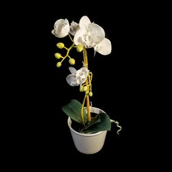 Close-up of white flower in vase against black background