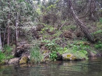 Scenic view of river in forest