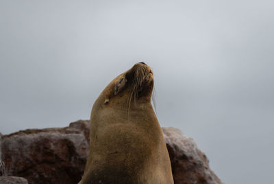 Close-up of seal