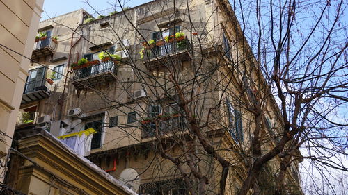 Low angle view of bare tree against building