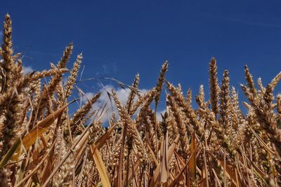 Crop growing in field