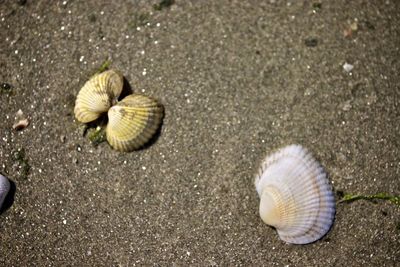 Close-up of snail on ground