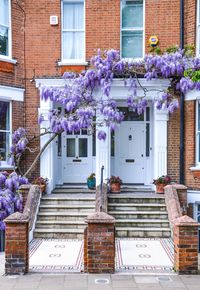Wisteria plants growing outside building