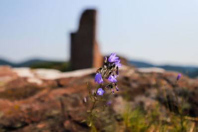 Close-up of purple flowering plant