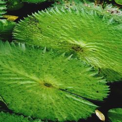 High angle view of wet leaves