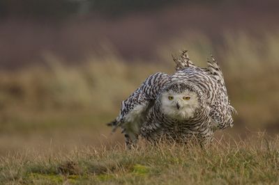 Snowy owl perching on field