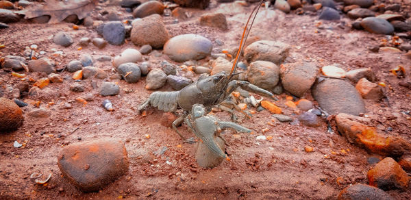 High angle view of crab on rock