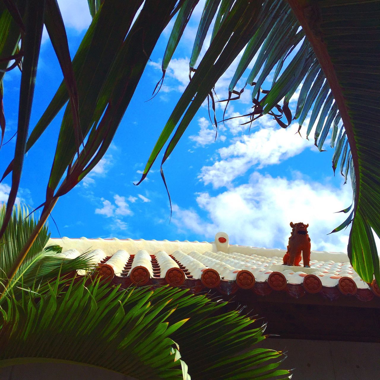 sky, nature, no people, cloud - sky, day, growth, tree, outdoors, beauty in nature, animal themes, cactus