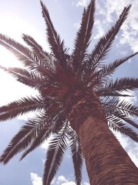 Low angle view of palm tree against clear sky