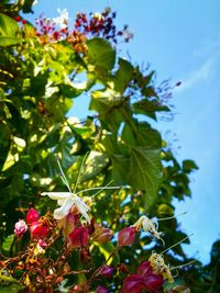 Low angle view of flowers against blue sky
