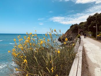 Plants by sea against sky