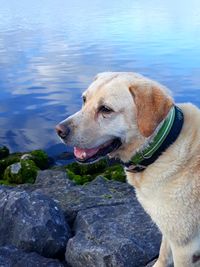 Close-up of dog sitting on rock by lake