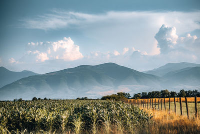 Corn field with mountain in background